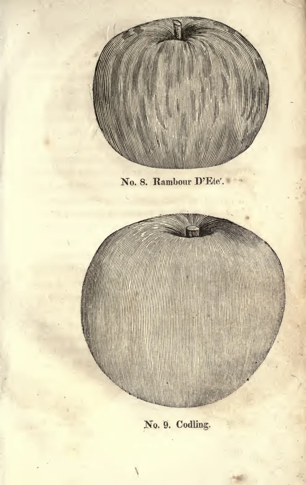 Illustration from Coxe, A View of the Cultivation of Fruit Trees (1817)