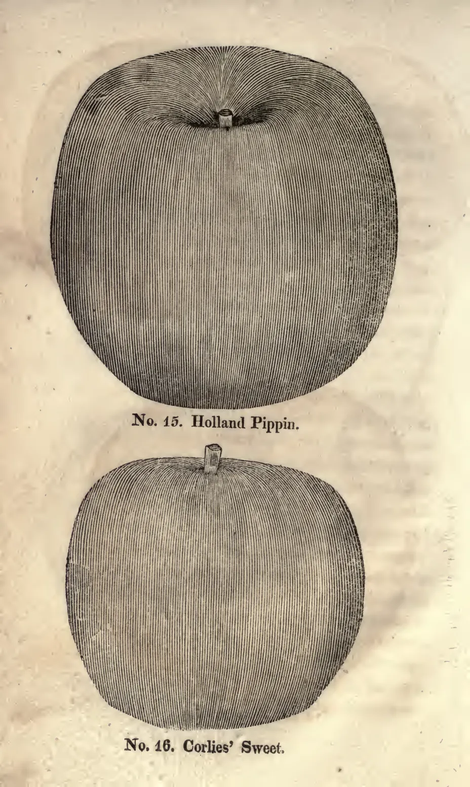Illustration from Coxe, A View of the Cultivation of Fruit Trees (1817)