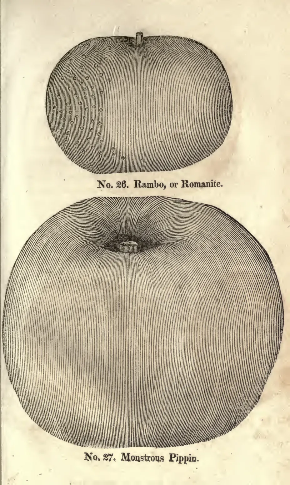 Illustration from Coxe, A View of the Cultivation of Fruit Trees (1817)