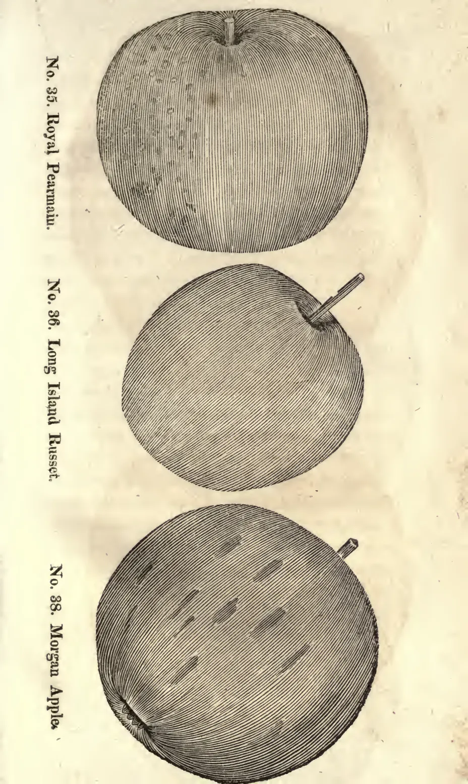 Illustration from Coxe, A View of the Cultivation of Fruit Trees (1817)