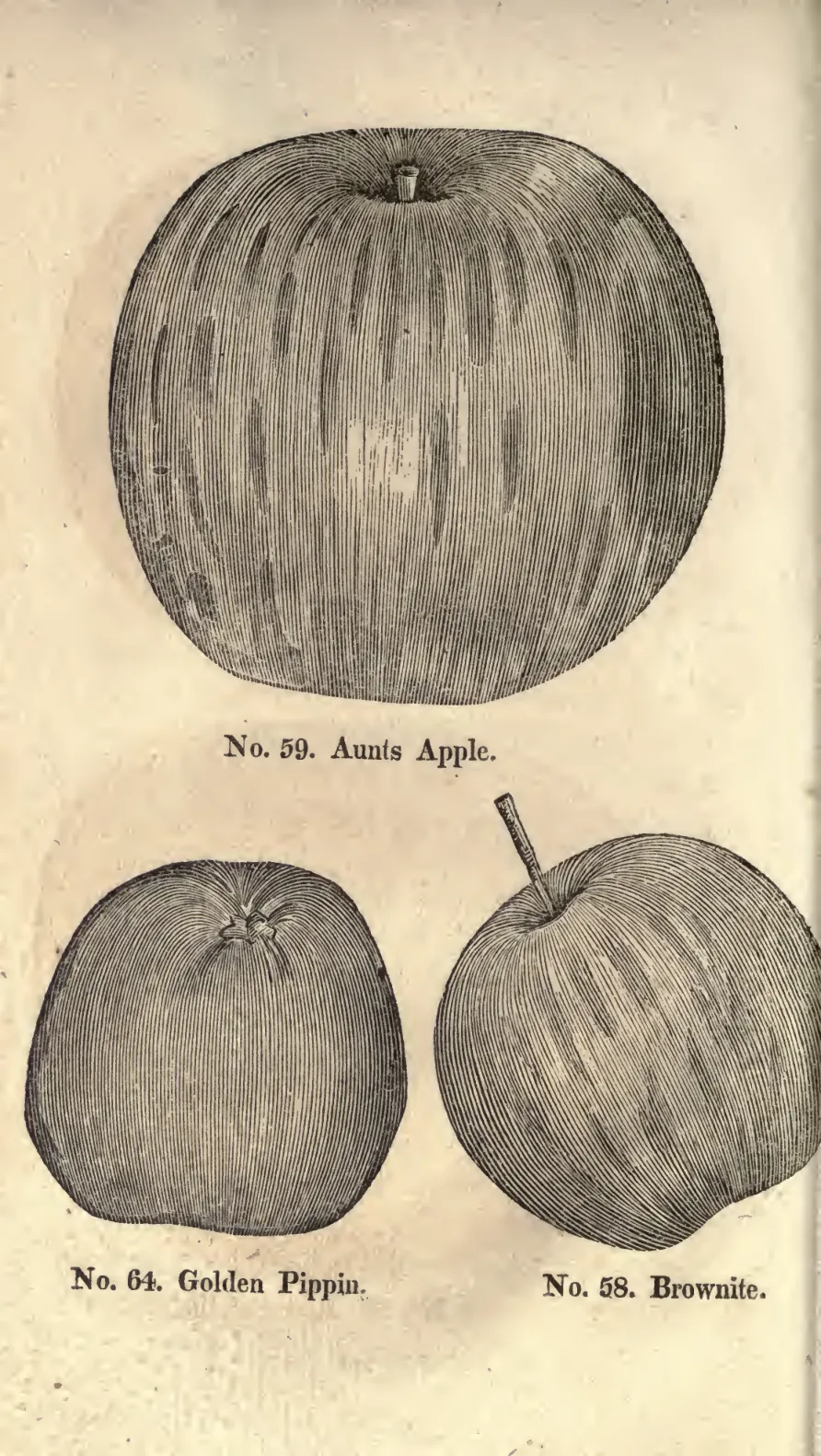 Illustration from Coxe, A View of the Cultivation of Fruit Trees (1817)