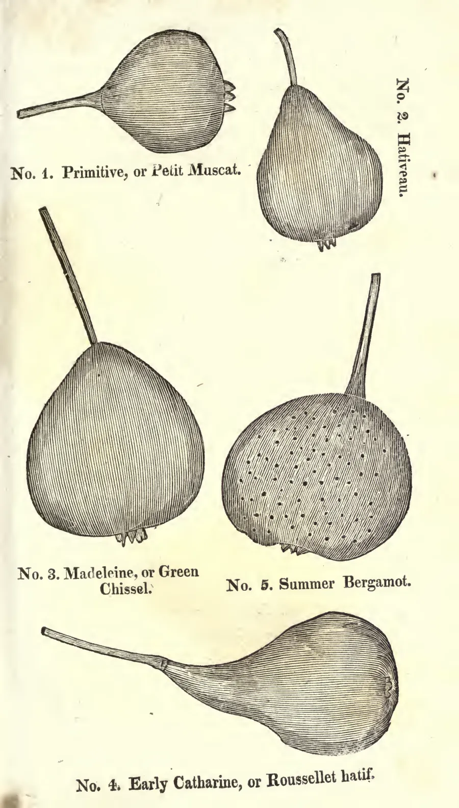 Illustration from Coxe, A View of the Cultivation of Fruit Trees (1817)