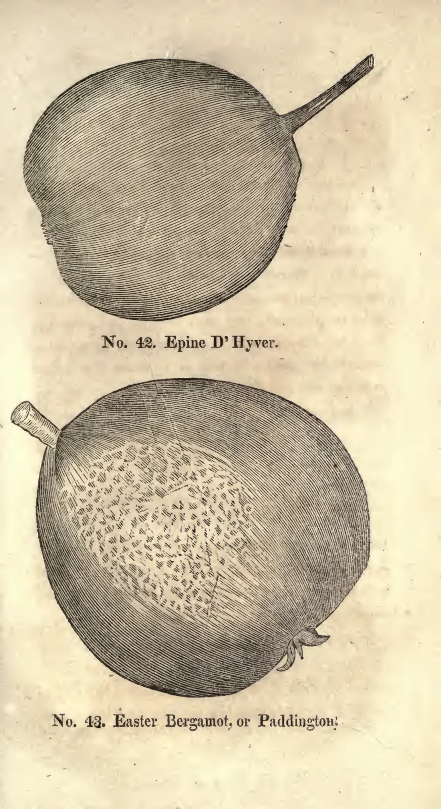 Illustration from Coxe, A View of the Cultivation of Fruit Trees (1817)