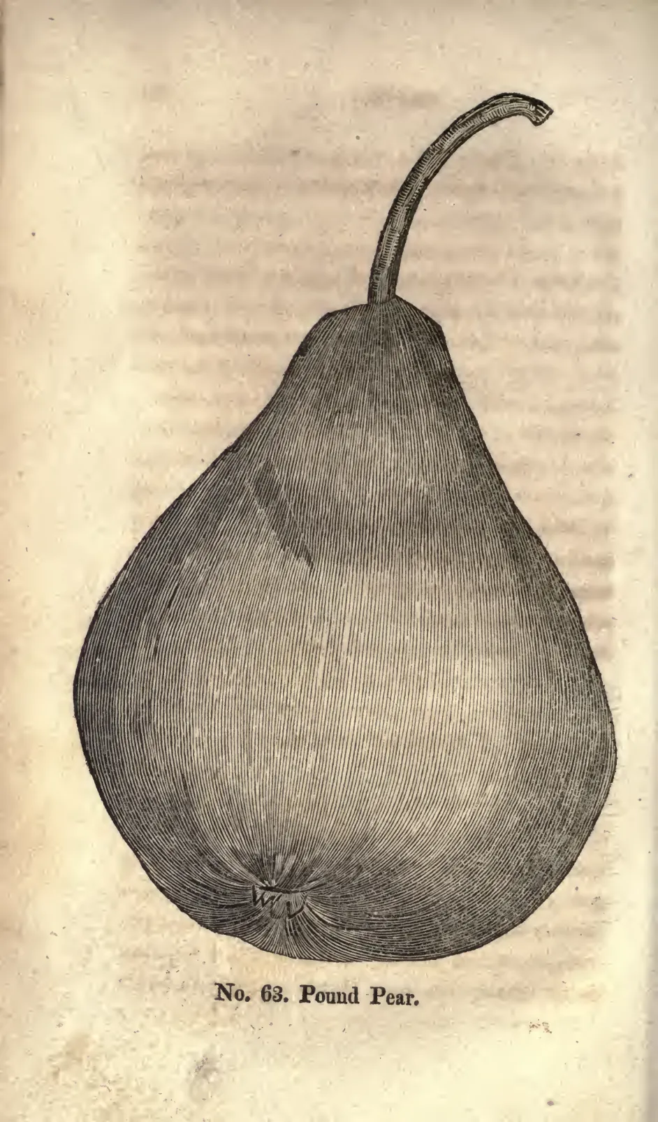 Illustration from Coxe, A View of the Cultivation of Fruit Trees (1817)