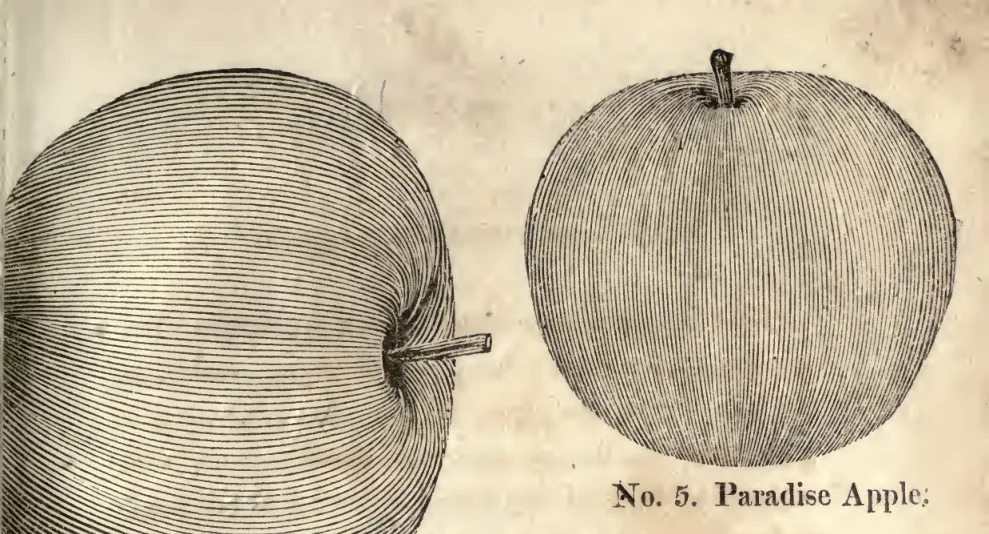 Illustration from Coxe, A View of the Cultivation of Fruit Trees (1817)