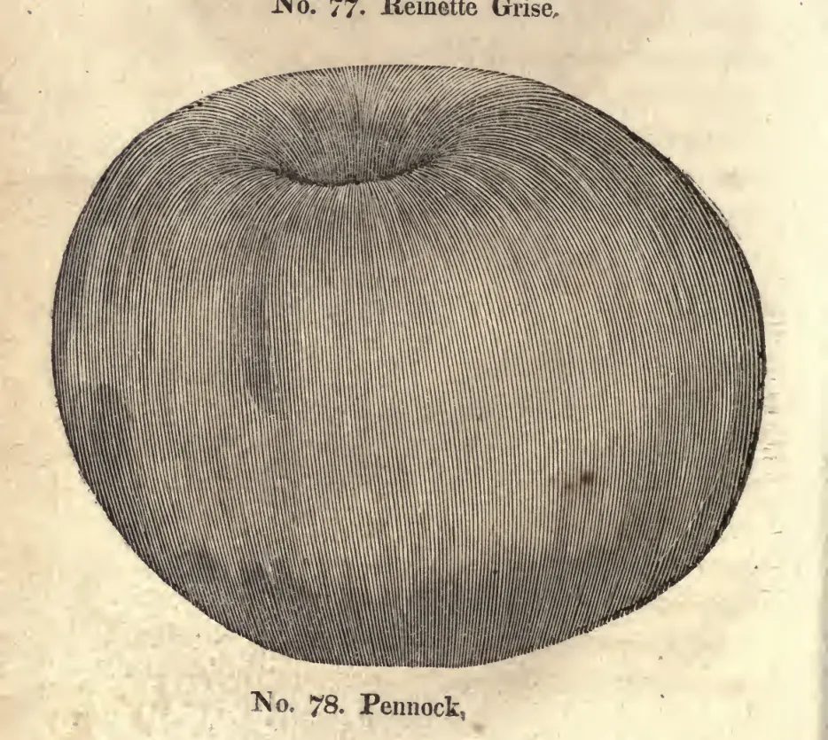 Illustration from Coxe, A View of the Cultivation of Fruit Trees (1817)