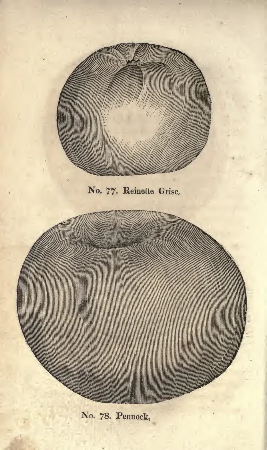 Illustration from Coxe, A View of the Cultivation of Fruit Trees (1817)
