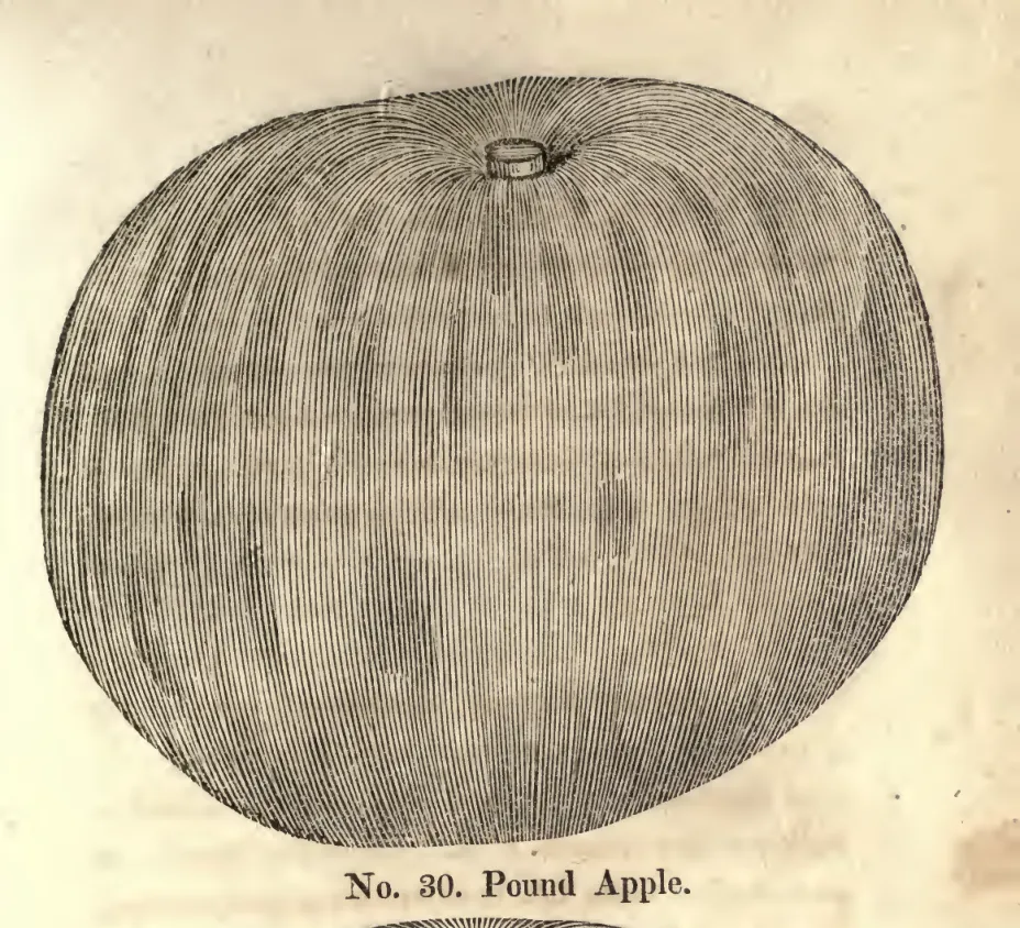 Illustration of Pound Apple