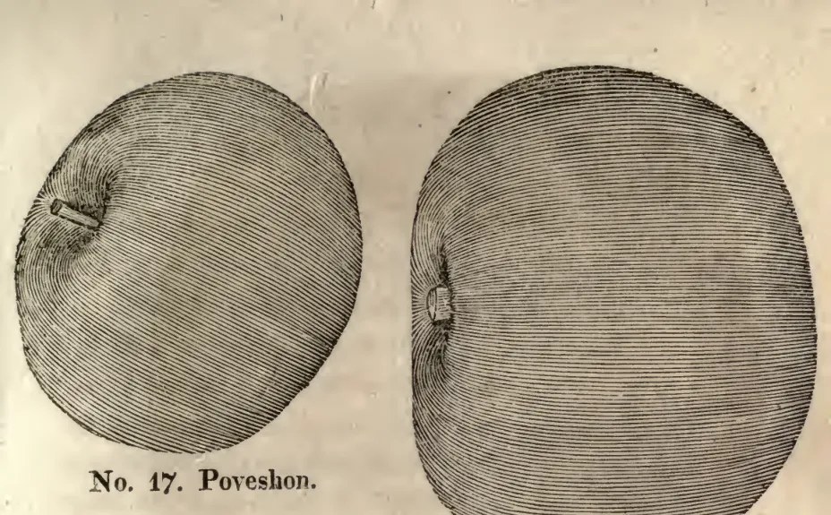 Illustration from Coxe, A View of the Cultivation of Fruit Trees (1817)
