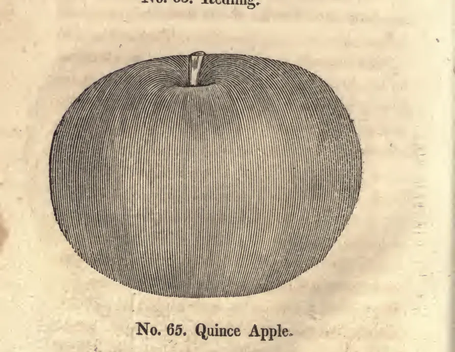 Illustration of Quince