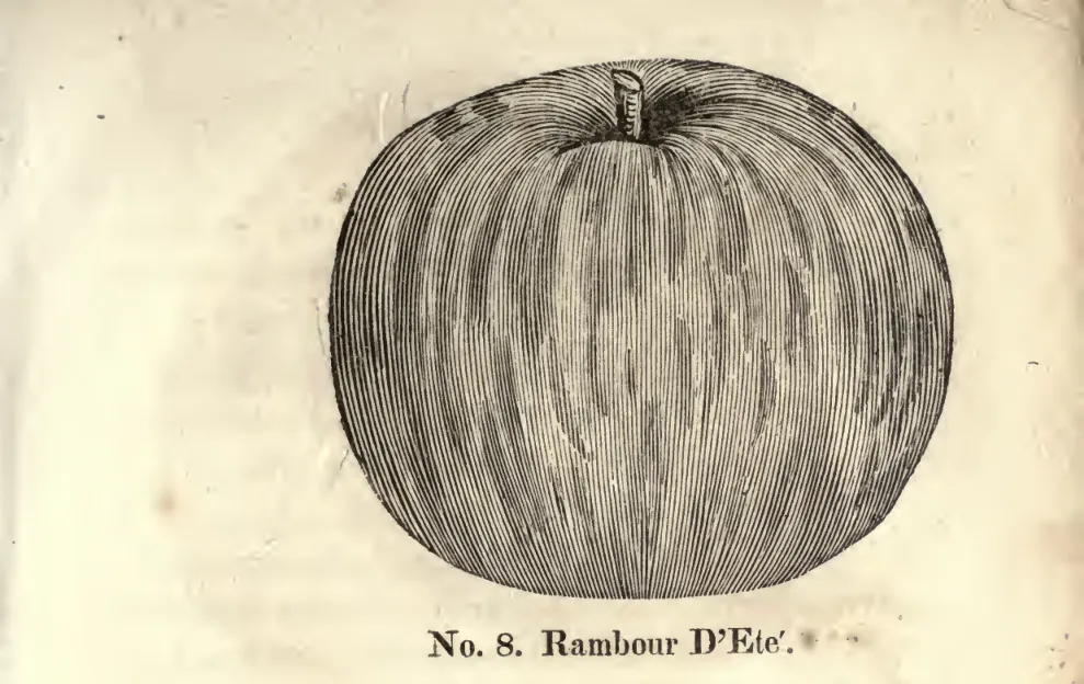 Illustration of Rambour Gros