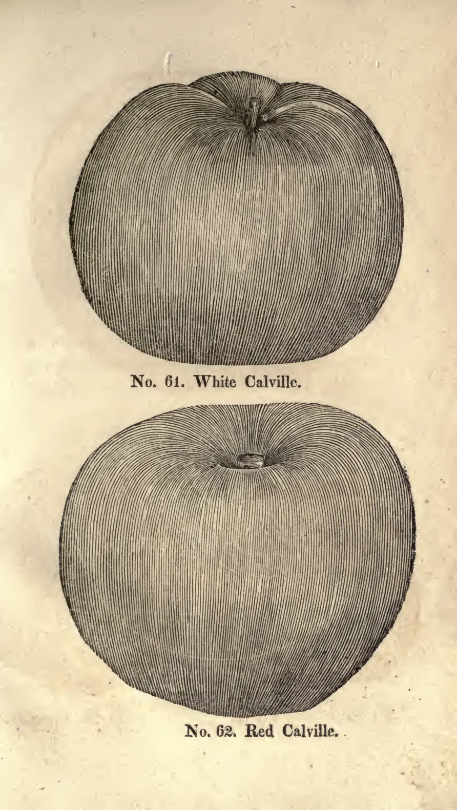 Illustration from Coxe, A View of the Cultivation of Fruit Trees (1817)