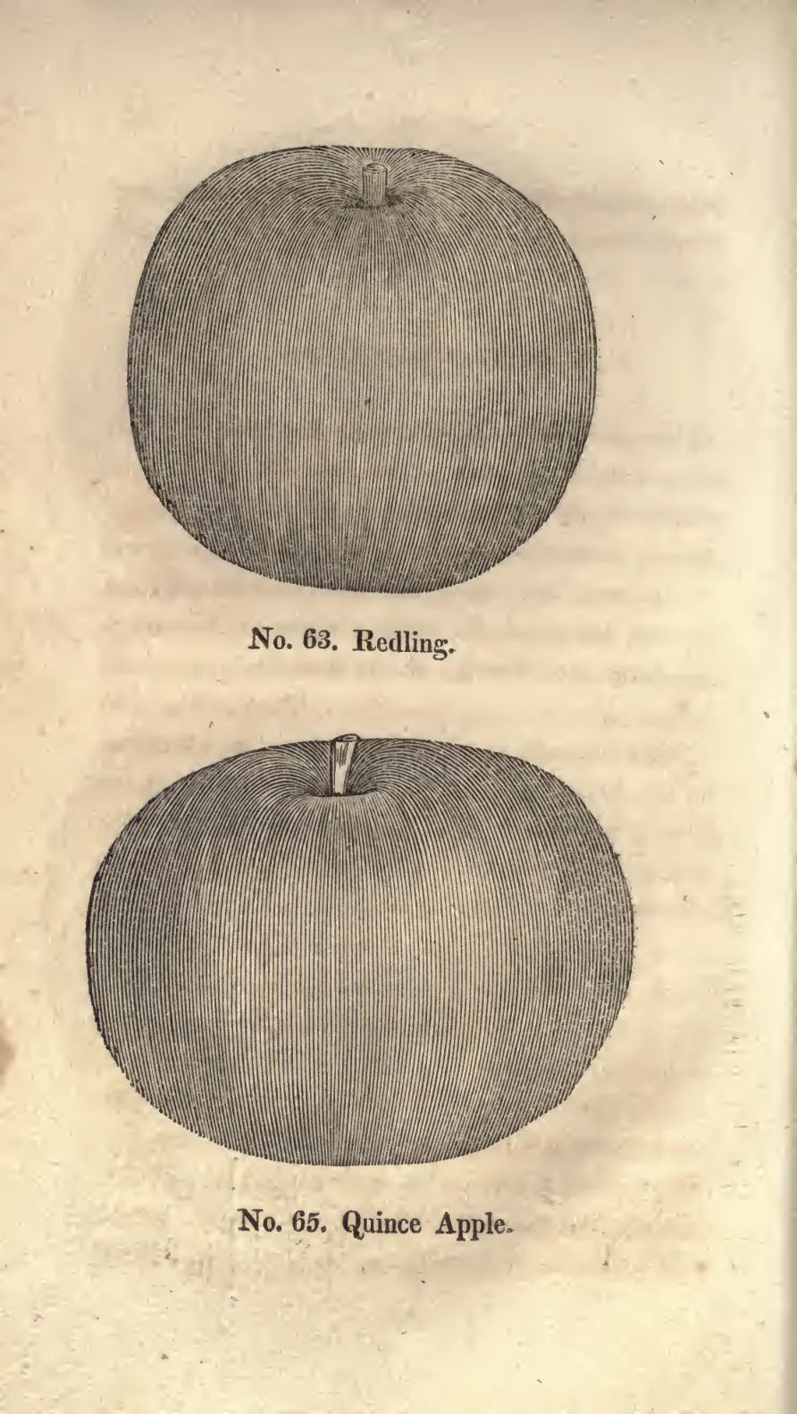 Illustration of Redling