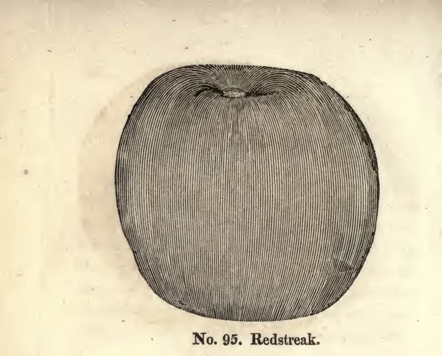 Illustration from Coxe, A View of the Cultivation of Fruit Trees (1817)