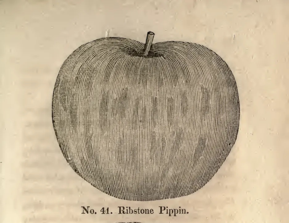 Illustration from Coxe, A View of the Cultivation of Fruit Trees (1817)
