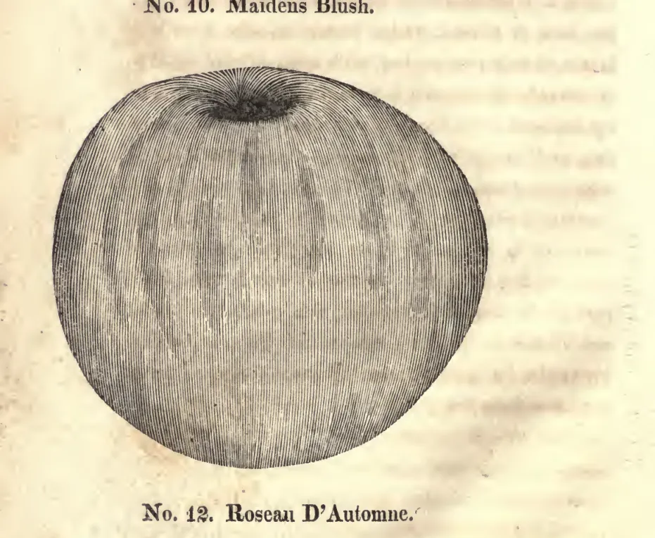 Illustration from Coxe, A View of the Cultivation of Fruit Trees (1817)