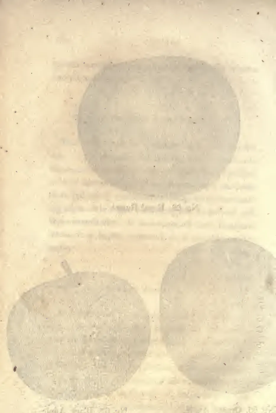 Illustration from Coxe, A View of the Cultivation of Fruit Trees (1817)