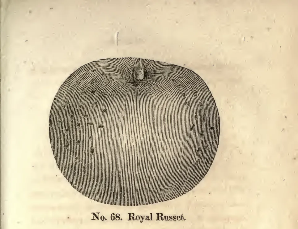 Illustration of Royal Russet