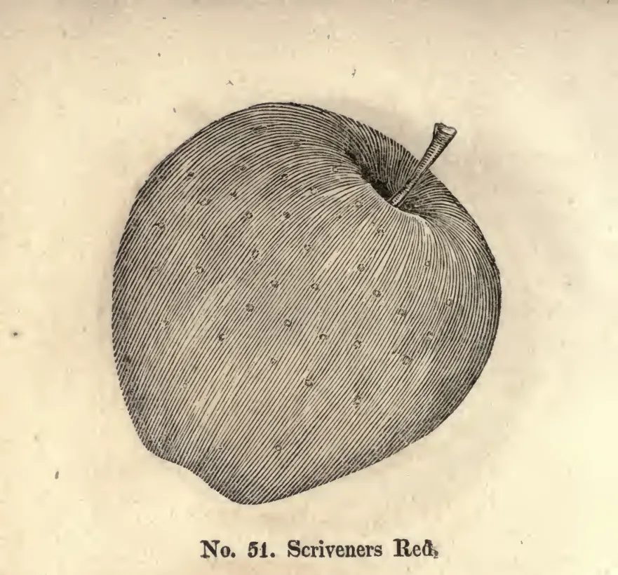 Illustration from Coxe, A View of the Cultivation of Fruit Trees (1817)