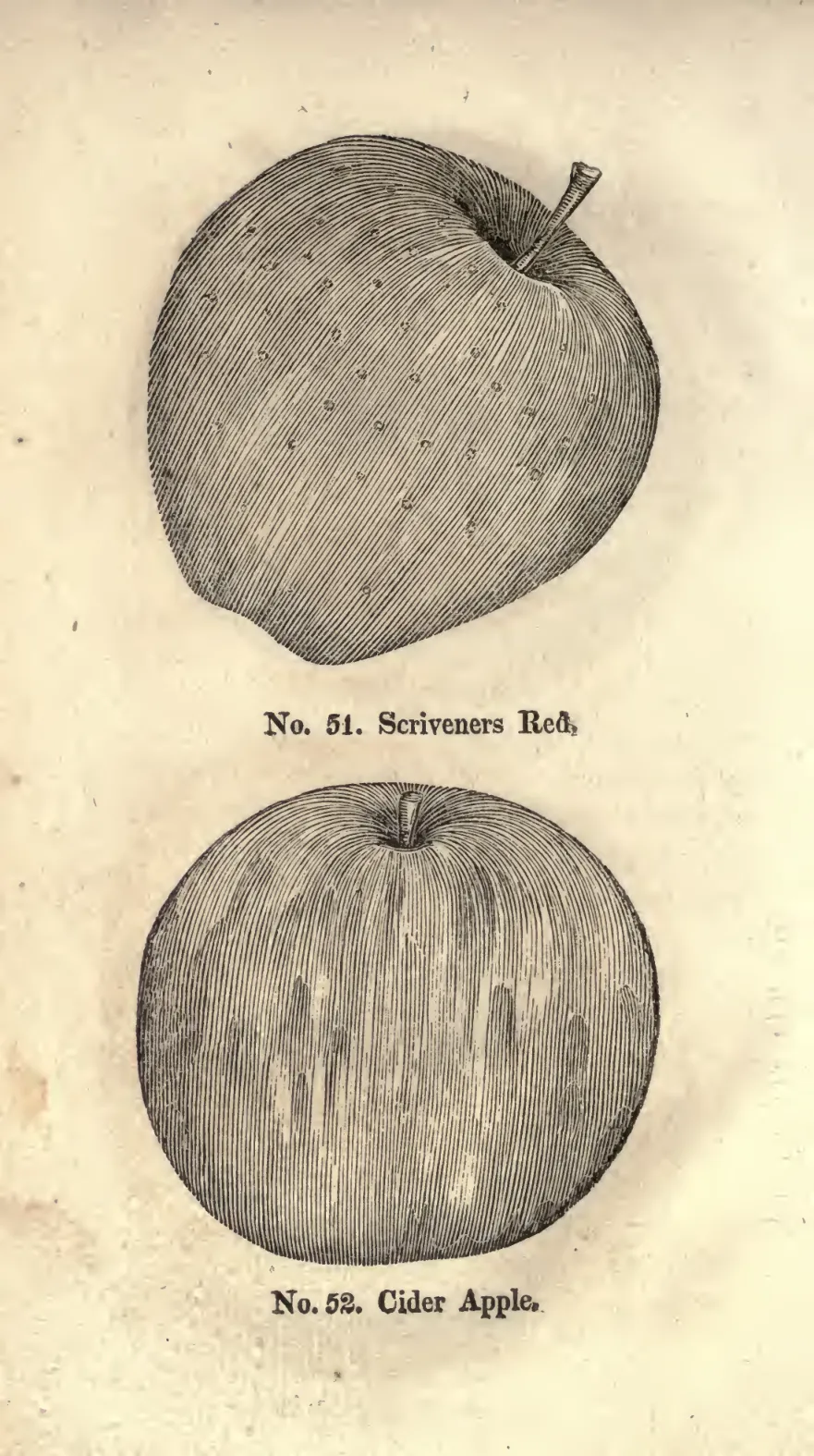 Illustration of Scrivener's Red