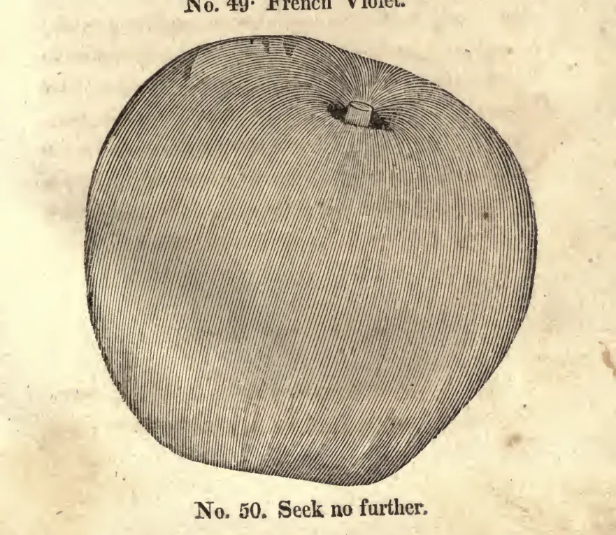 Illustration from Coxe, A View of the Cultivation of Fruit Trees (1817)