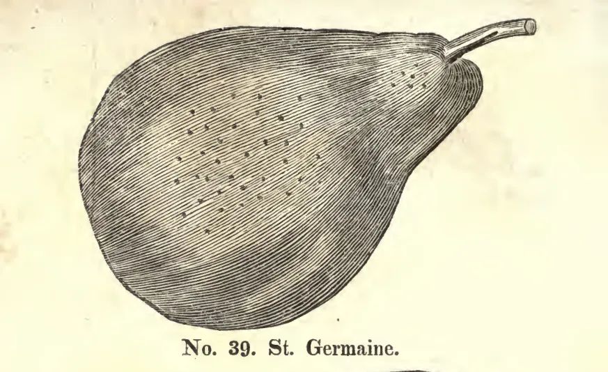 Illustration from Coxe, A View of the Cultivation of Fruit Trees (1817)