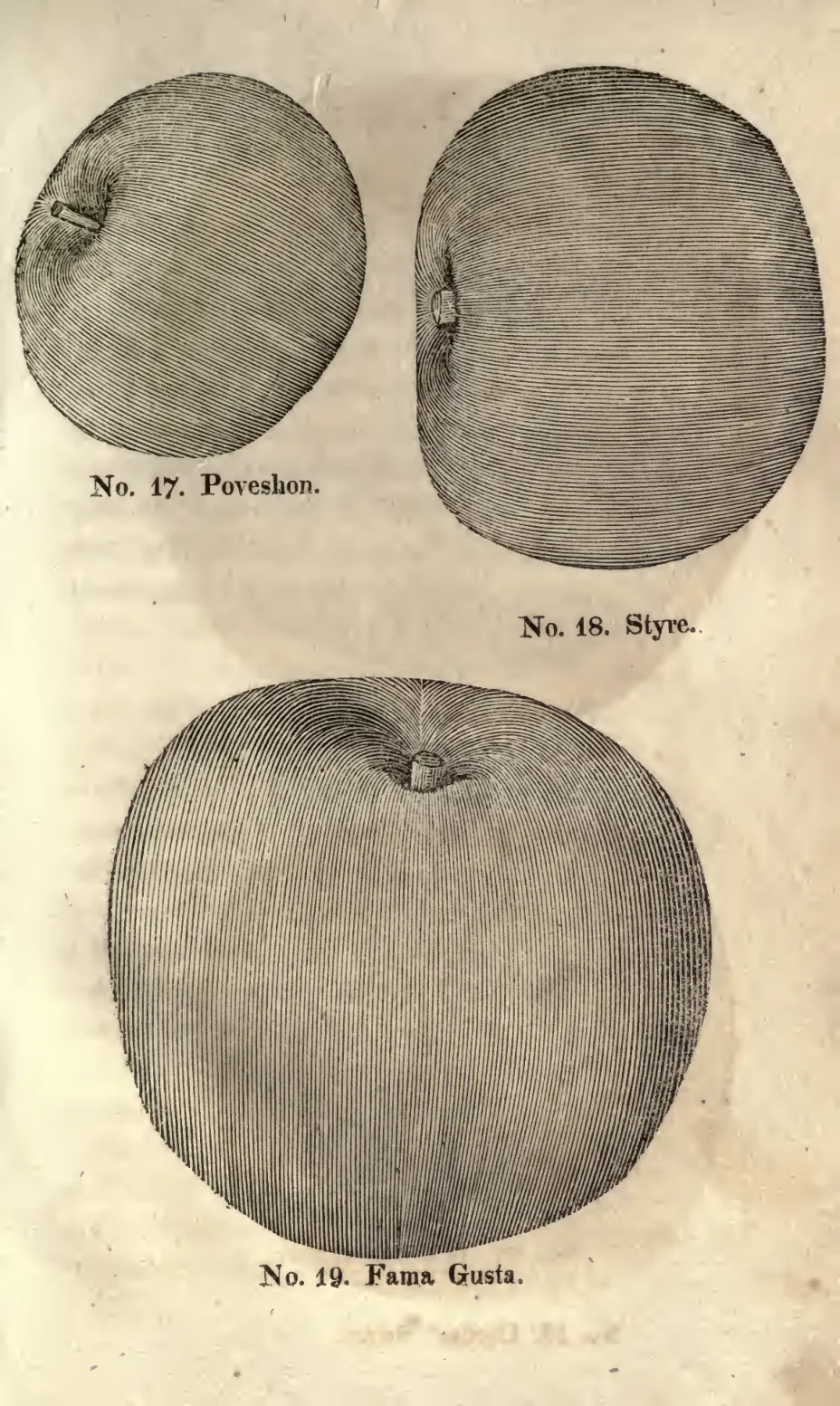 Illustration of Styre