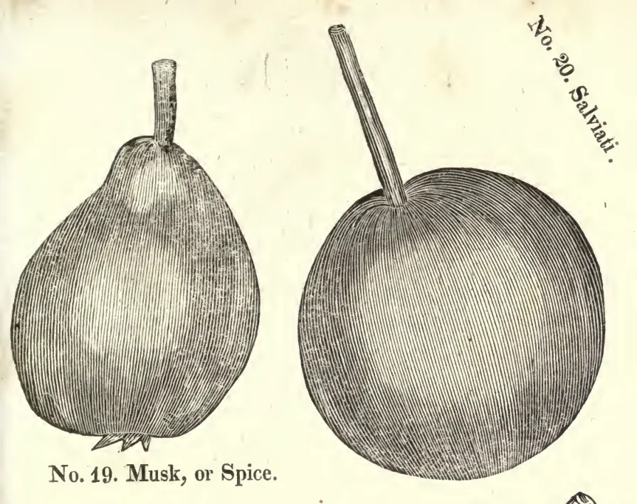 Illustration from Coxe, A View of the Cultivation of Fruit Trees (1817)