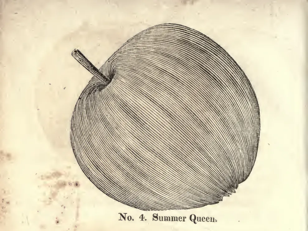Illustration from Coxe, A View of the Cultivation of Fruit Trees (1817)