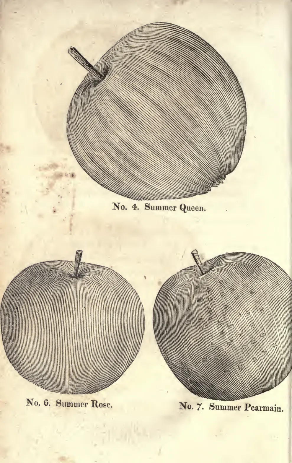 Illustration from Coxe, A View of the Cultivation of Fruit Trees (1817)