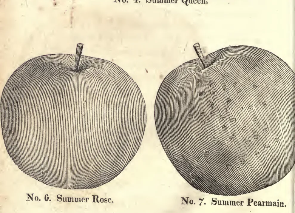 Illustration from Coxe, A View of the Cultivation of Fruit Trees (1817)