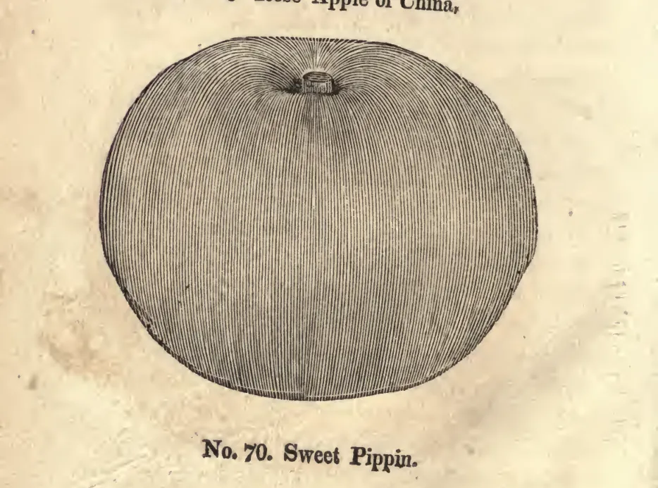 Illustration from Coxe, A View of the Cultivation of Fruit Trees (1817)