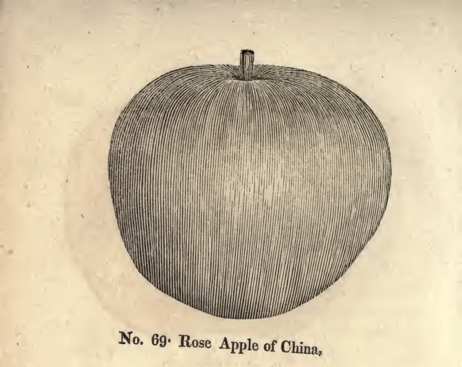 Illustration from Coxe, A View of the Cultivation of Fruit Trees (1817)