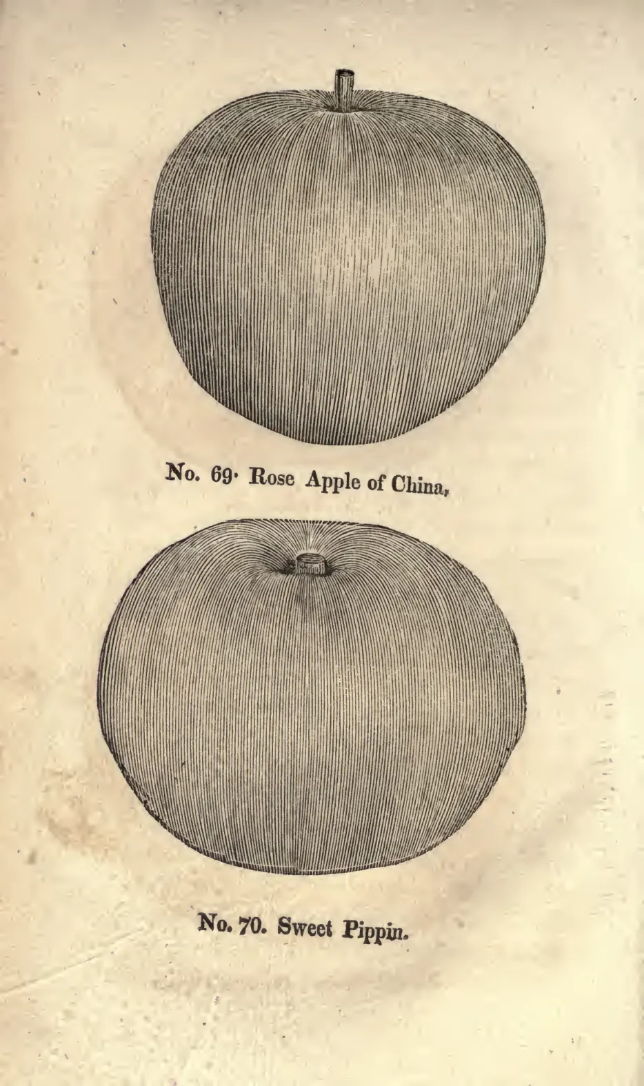 Illustration from Coxe, A View of the Cultivation of Fruit Trees (1817)