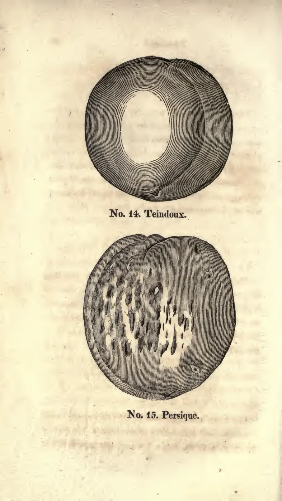 Illustration of Teindoux