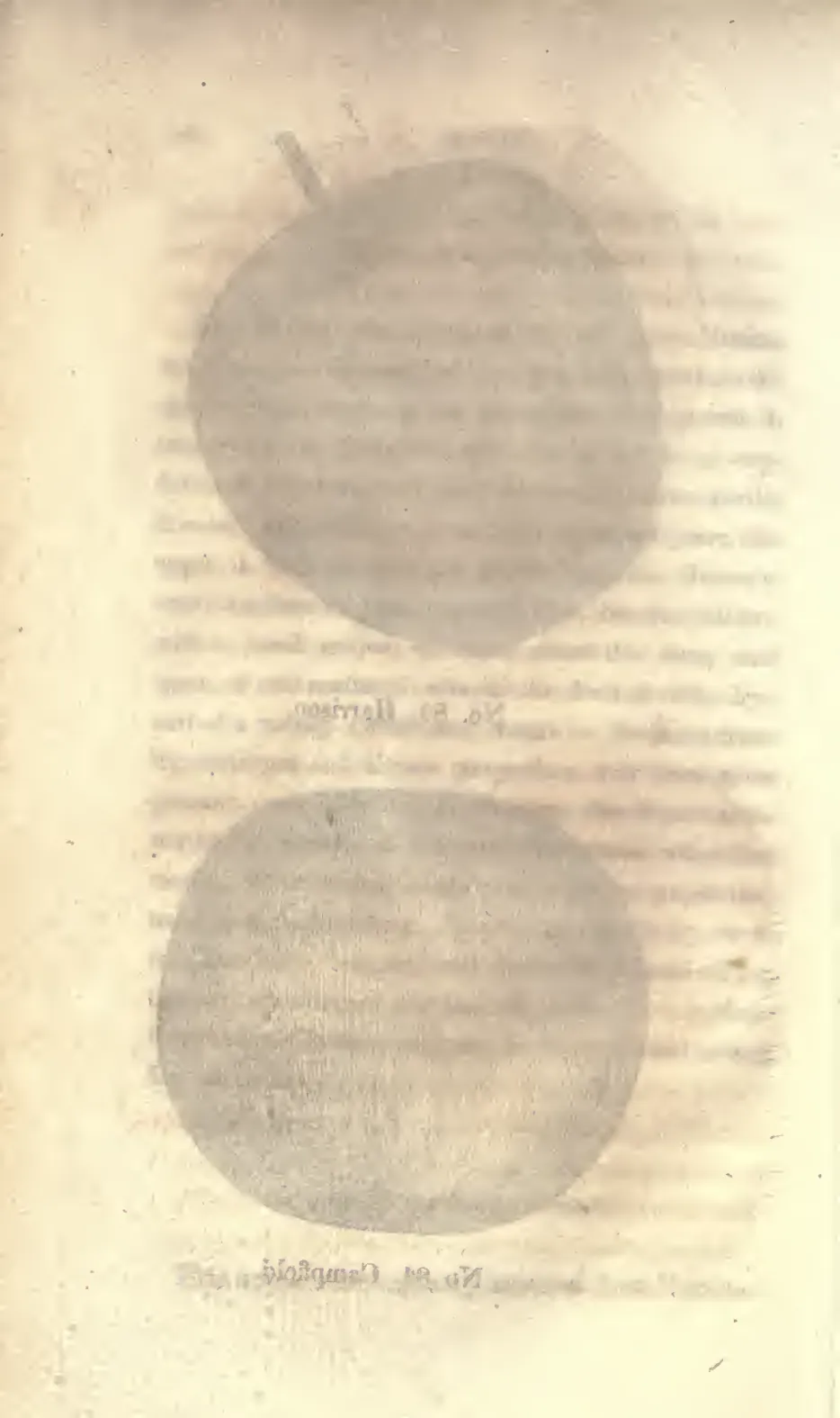 Illustration from Coxe, A View of the Cultivation of Fruit Trees (1817)