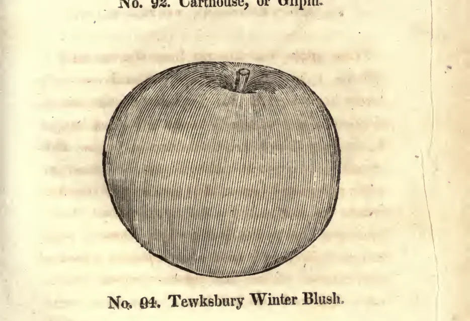 Illustration from Coxe, A View of the Cultivation of Fruit Trees (1817)