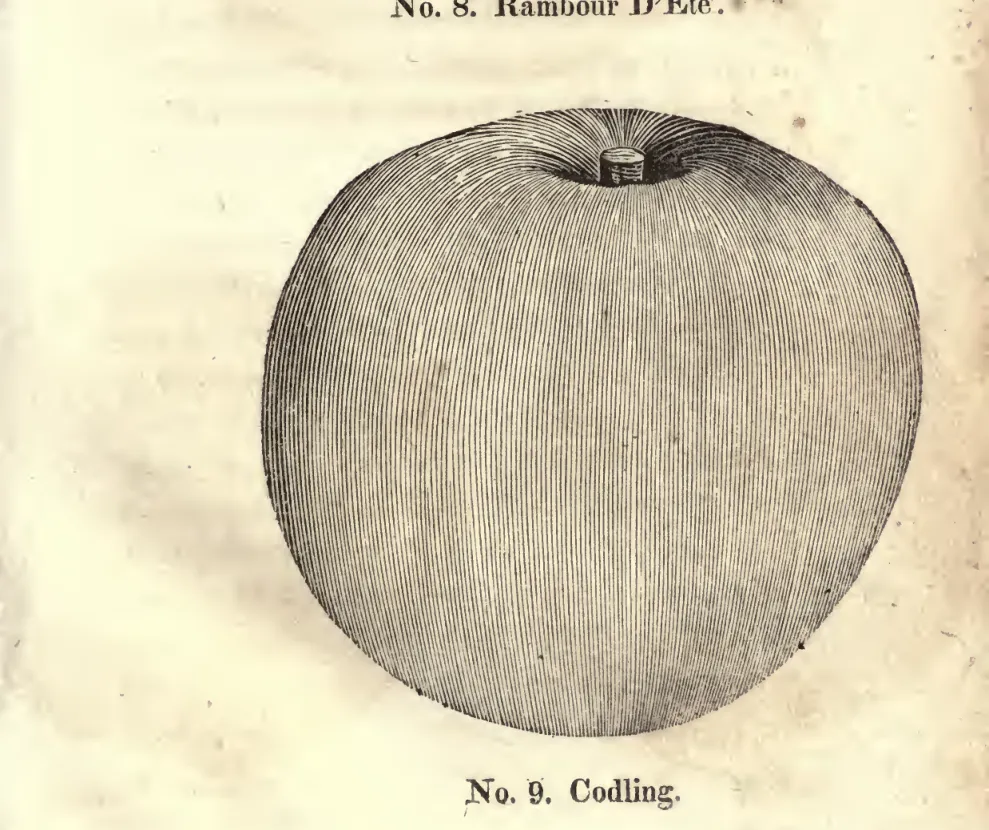 Illustration from Coxe, A View of the Cultivation of Fruit Trees (1817)