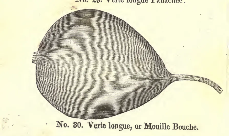 Illustration of Verte longue