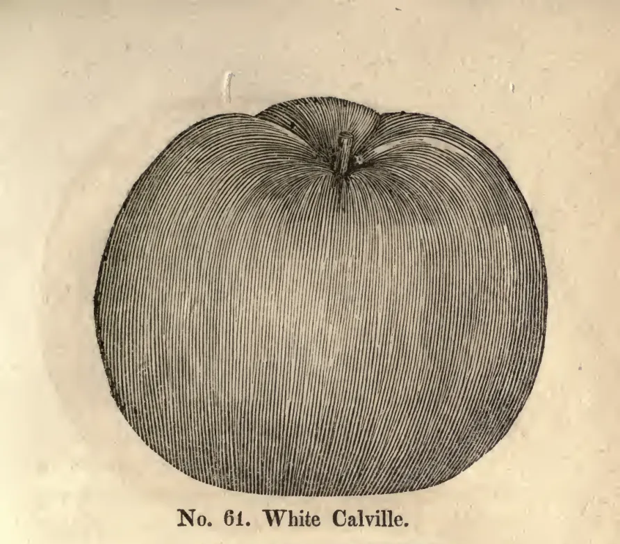 Illustration from Coxe, A View of the Cultivation of Fruit Trees (1817)