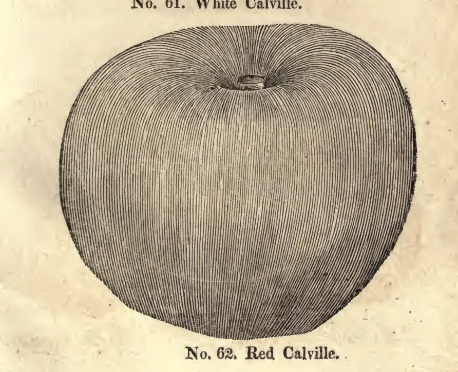 Illustration from Coxe, A View of the Cultivation of Fruit Trees (1817)