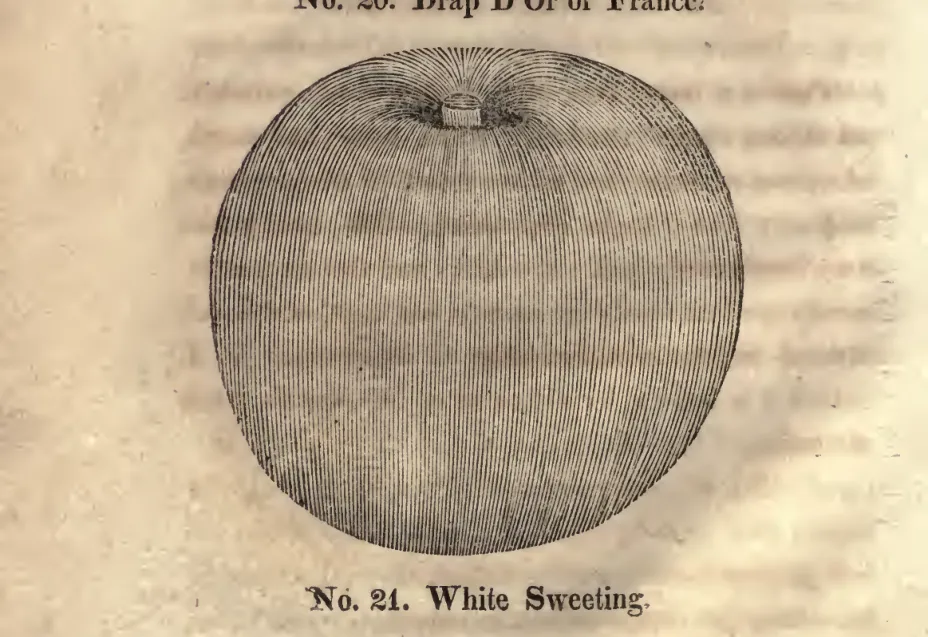 Illustration of White Sweeting