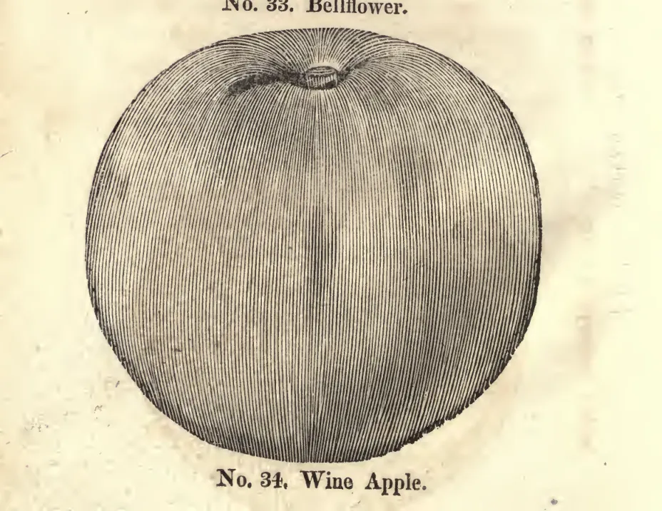 Illustration from Coxe, A View of the Cultivation of Fruit Trees (1817)