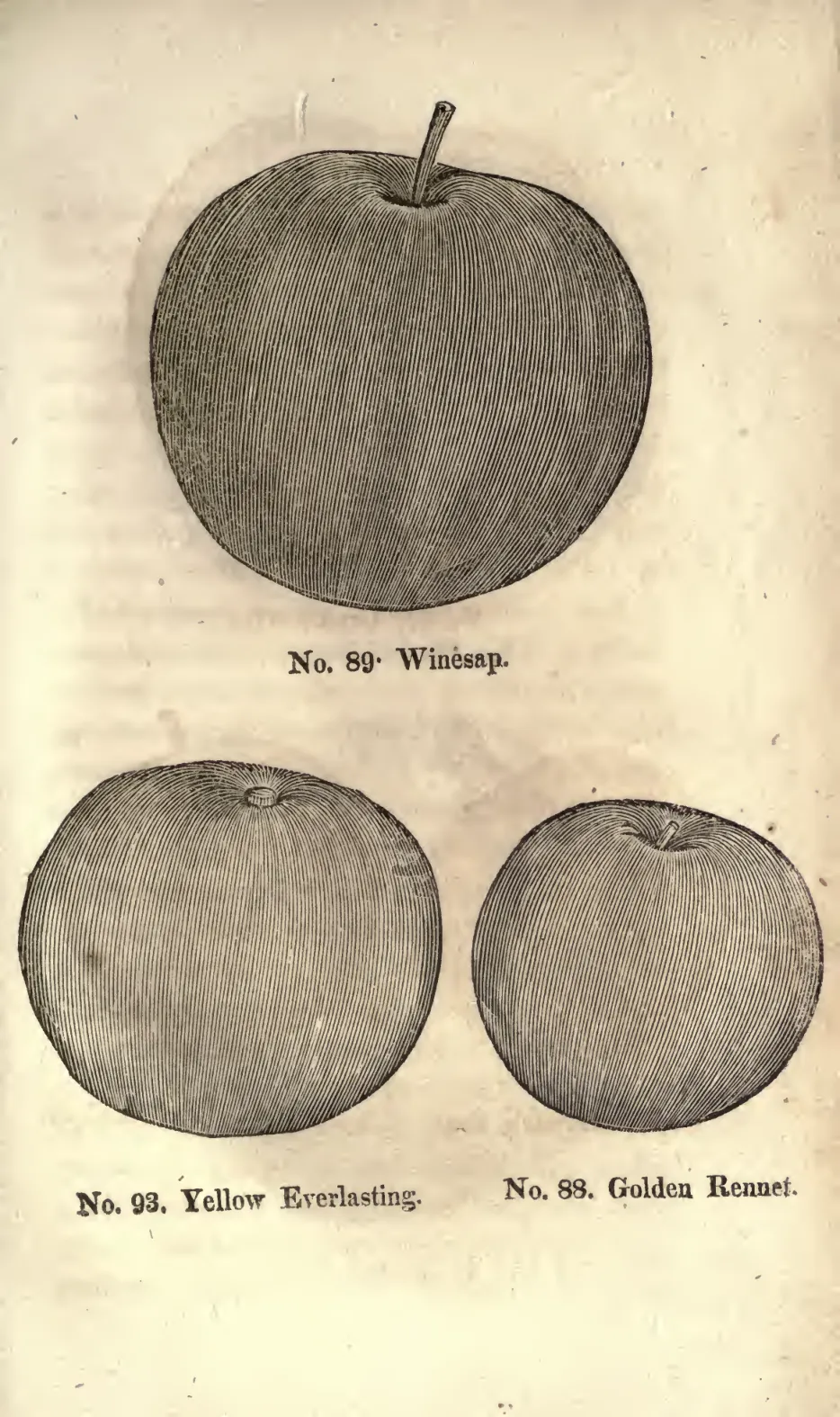 Illustration from Coxe, A View of the Cultivation of Fruit Trees (1817)