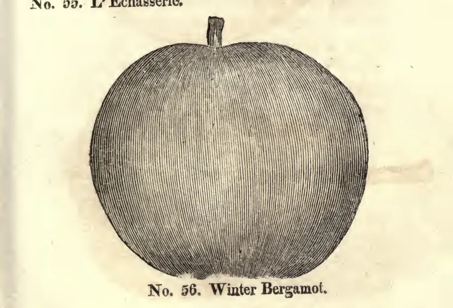 Illustration from Coxe, A View of the Cultivation of Fruit Trees (1817)
