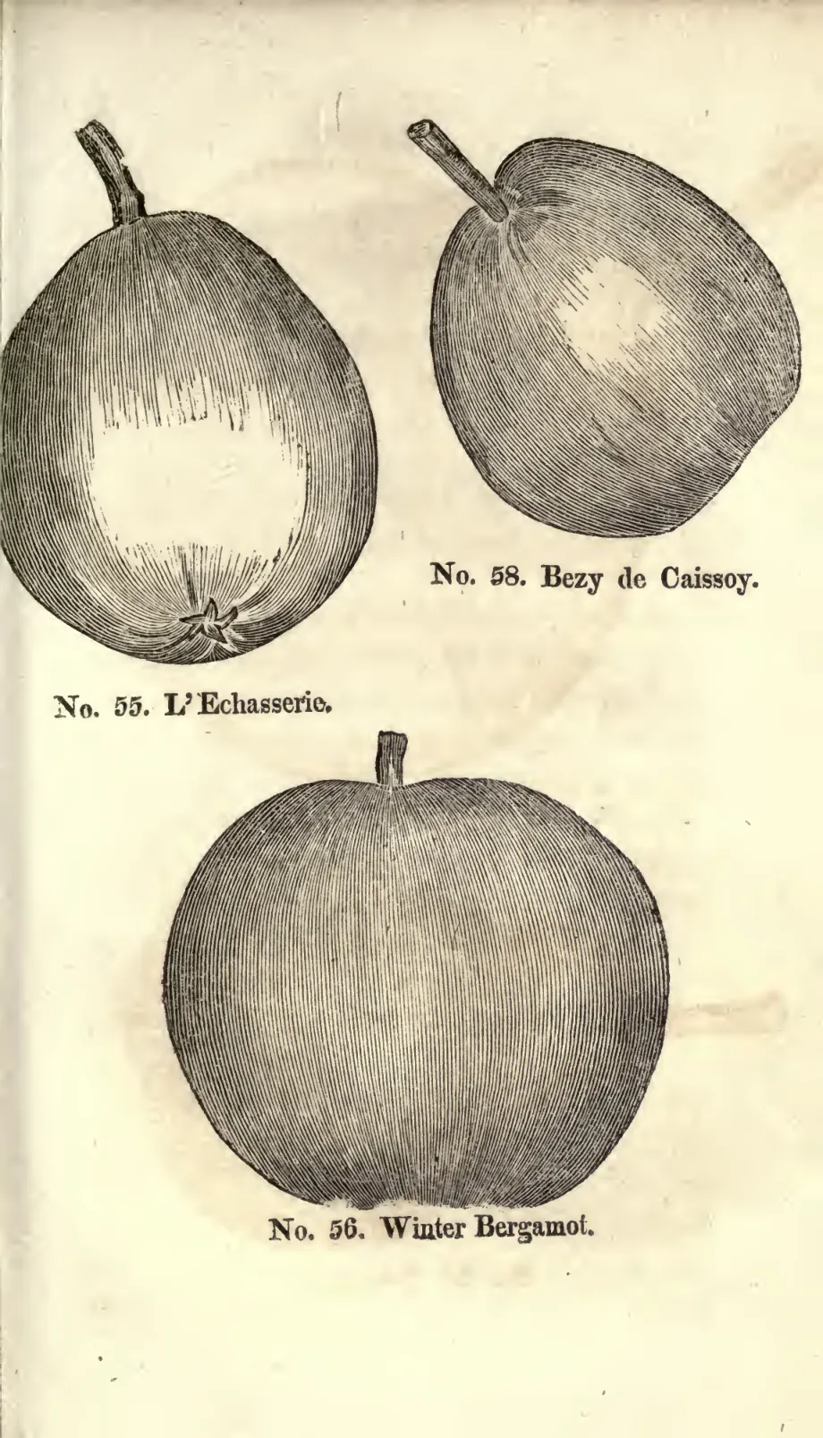 Illustration of Winter Bergamot