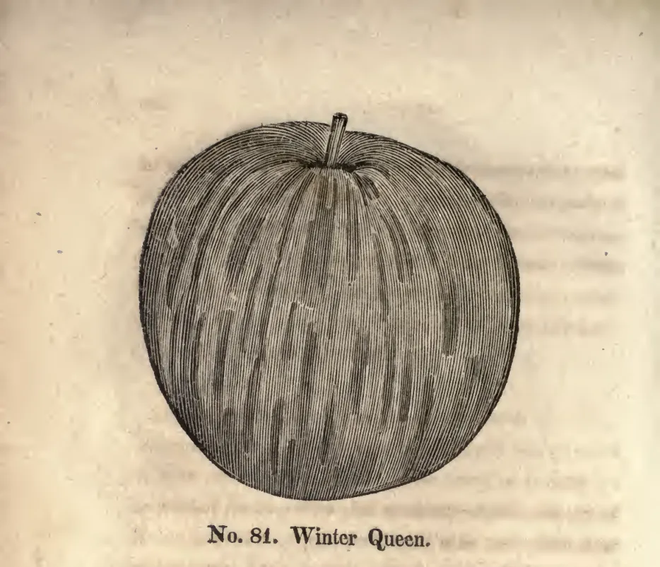 Illustration from Coxe, A View of the Cultivation of Fruit Trees (1817)