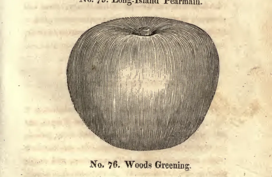 Illustration from Coxe, A View of the Cultivation of Fruit Trees (1817)