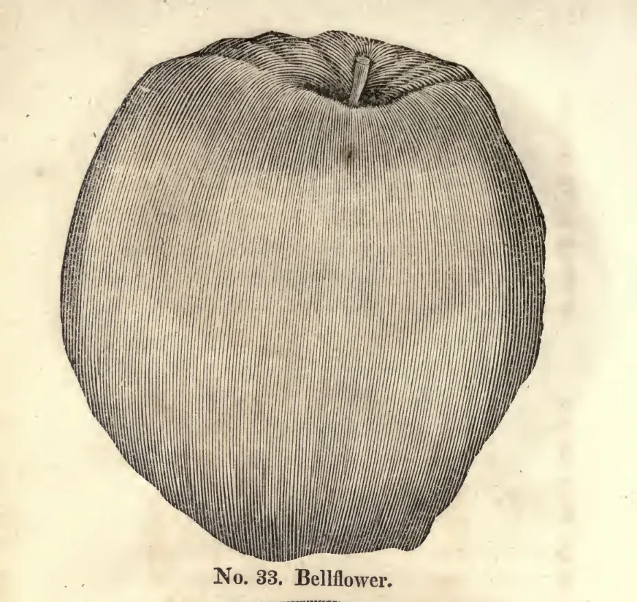 Illustration from Coxe, A View of the Cultivation of Fruit Trees (1817)