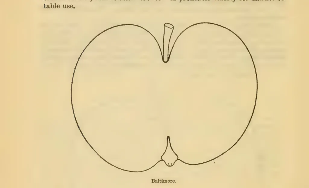 Illustration from Downing, Fruits and Fruit Trees of America (1900)